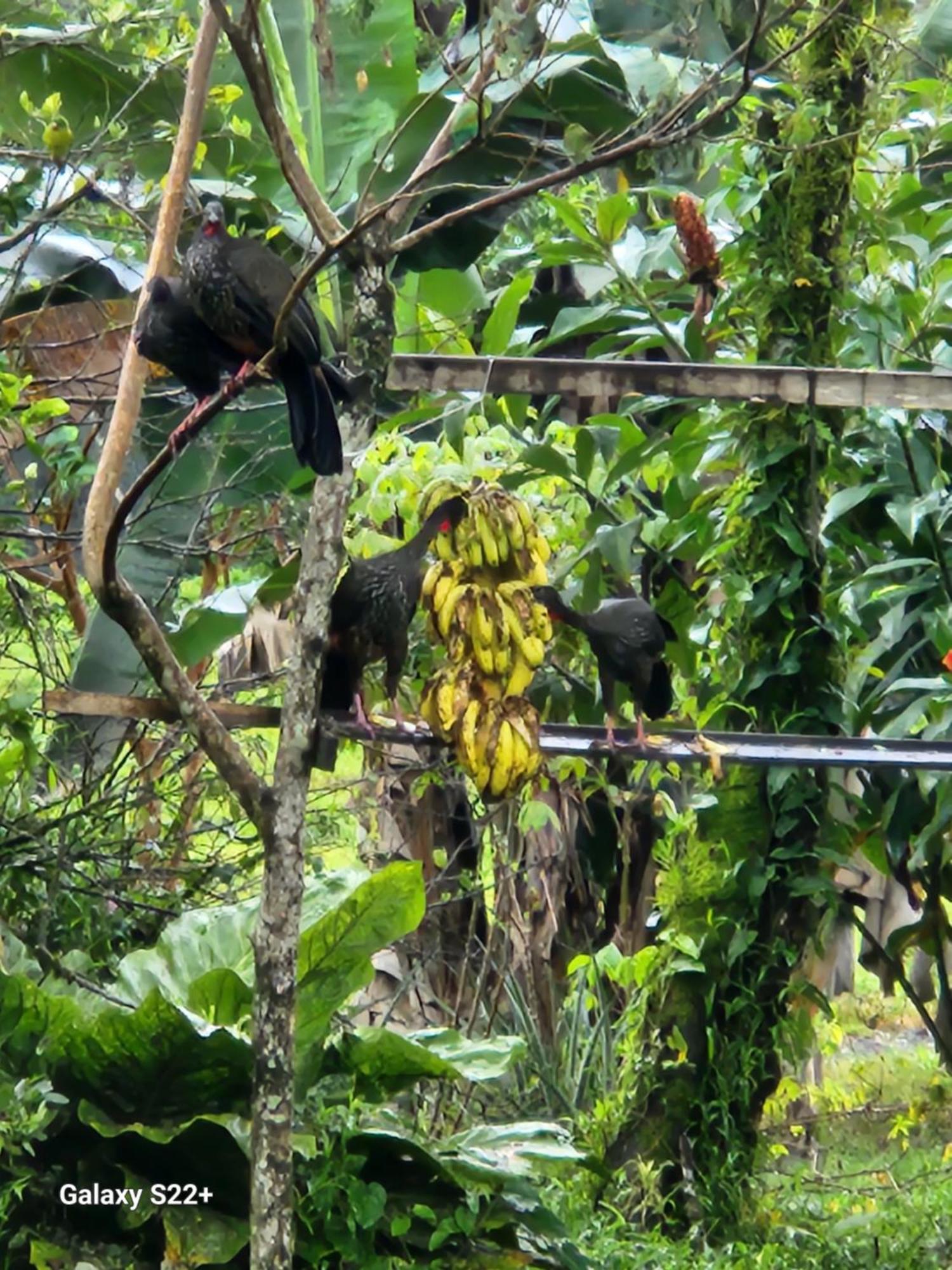 Tio Felix Eco Lodge La Fortuna Екстериор снимка